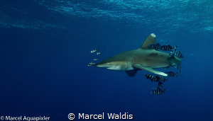 I shoot tis Picture during a Shark Workshop in the Red Se... by Marcel Waldis 